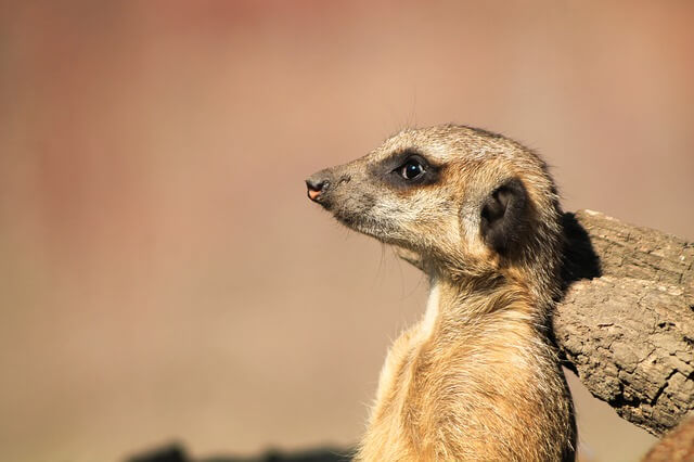 Visit the Klein Karoo - Nearby Attractions - Activities