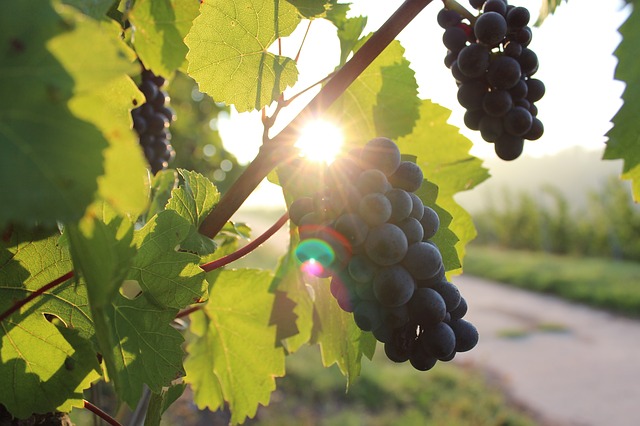 Visit the Klein Karoo - Nearby Attractions - Wine Farms & Micro Breweries